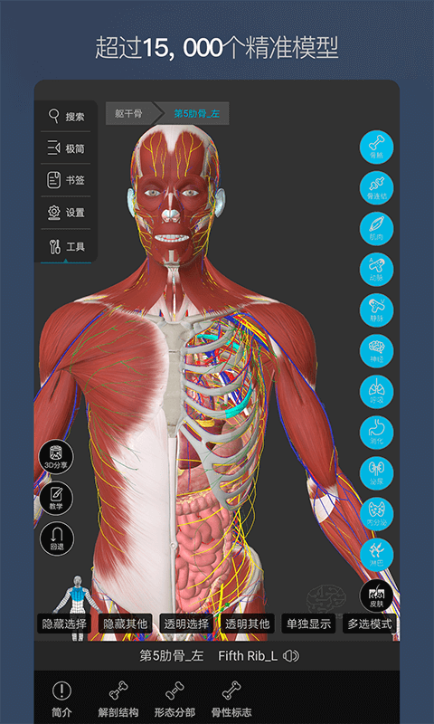 维萨里3D解剖