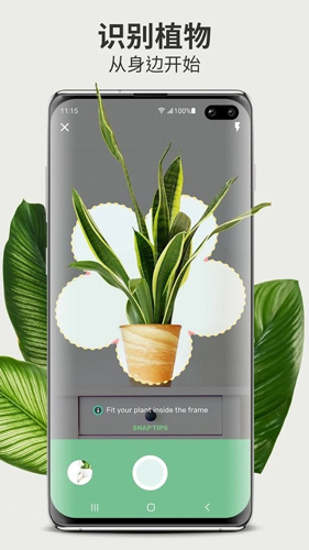 Blossom植物识别app