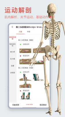 3Dbody解剖标准版